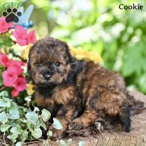 Cookie, Miniature Poodle Puppy