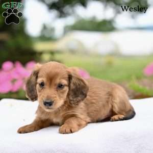 Wesley, Dachshund Puppy