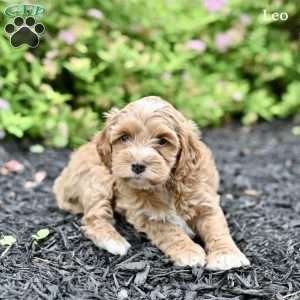Leo, Cockapoo Puppy