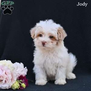 Jody, Maltipoo Puppy