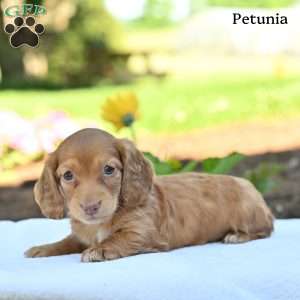 Petunia, Dachshund Puppy