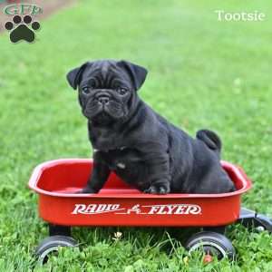 Tootsie, Pug Puppy