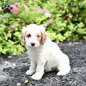 Lucky, Cockapoo Puppy