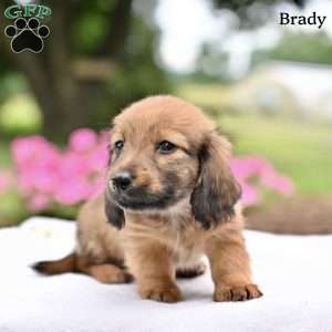 Brady, Dachshund Puppy
