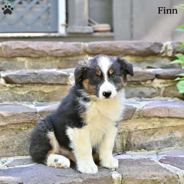 Finn, Australian Shepherd Puppy