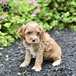 Leo, Cockapoo Puppy