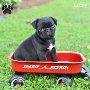 Lucky, Pug Puppy