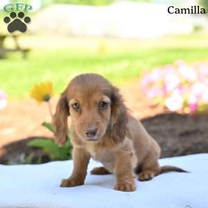 Camilla, Dachshund Puppy