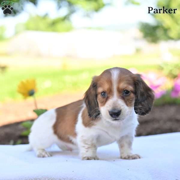 Parker, Dachshund Puppy
