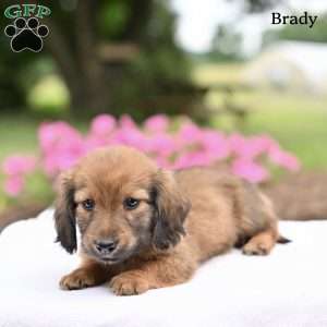 Brady, Dachshund Puppy