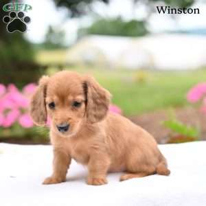 Winston, Dachshund Puppy