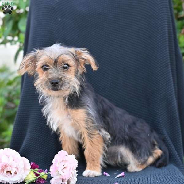 Brittany, Morkie / Yorktese Puppy