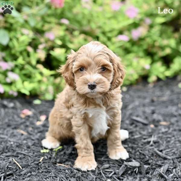 Leo, Cockapoo Puppy