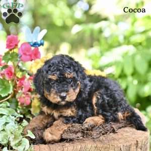 Cocoa, Miniature Poodle Puppy