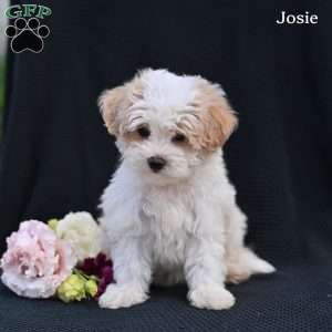 Josie, Maltipoo Puppy