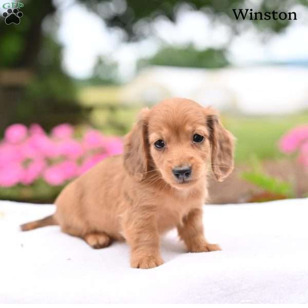 Winston, Dachshund Puppy