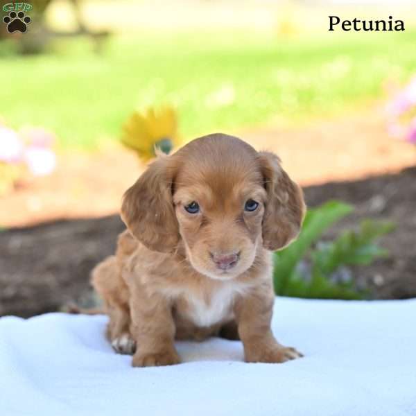 Petunia, Dachshund Puppy