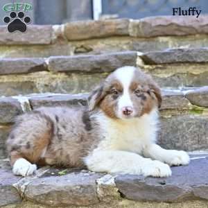 Fluffy, Australian Shepherd Puppy