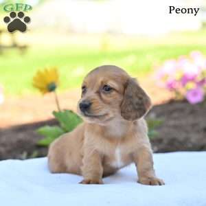 Peony, Dachshund Puppy