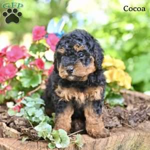 Cocoa, Miniature Poodle Puppy
