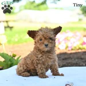 Tiny, Toy Poodle Puppy