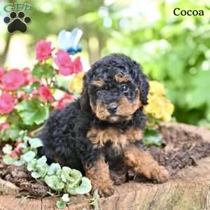 Cocoa, Miniature Poodle Puppy