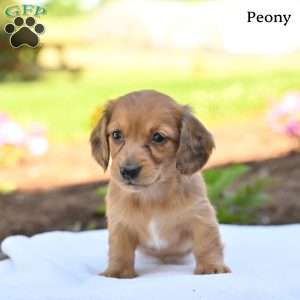 Peony, Dachshund Puppy