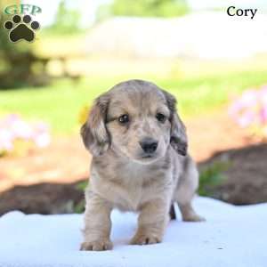 Cory, Dachshund Puppy