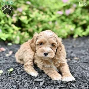 Leo, Cockapoo Puppy