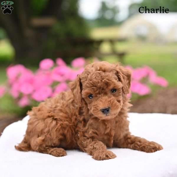 Charlie, Toy Poodle Puppy