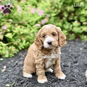 Lilah, Cockapoo Puppy