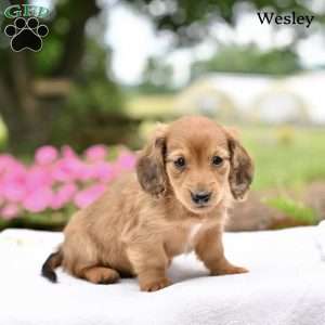 Wesley, Dachshund Puppy