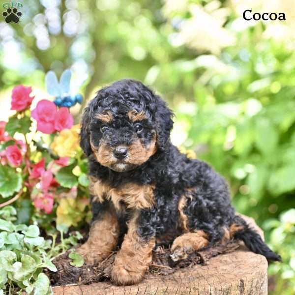 Cocoa, Miniature Poodle Puppy