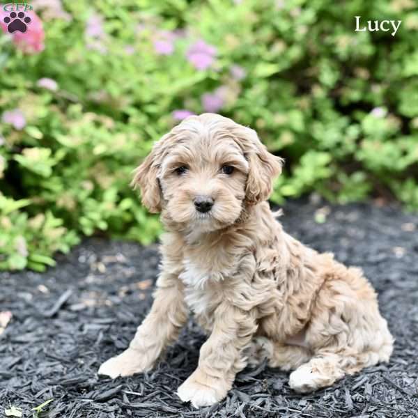 Lucy, Cockapoo Puppy