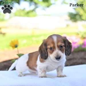 Parker, Dachshund Puppy