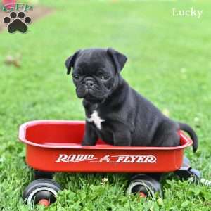 Lucky, Pug Puppy