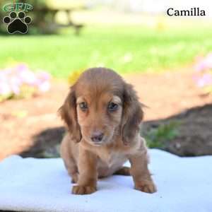Camilla, Dachshund Puppy
