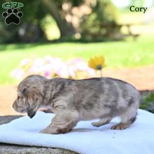 Cory, Dachshund Puppy