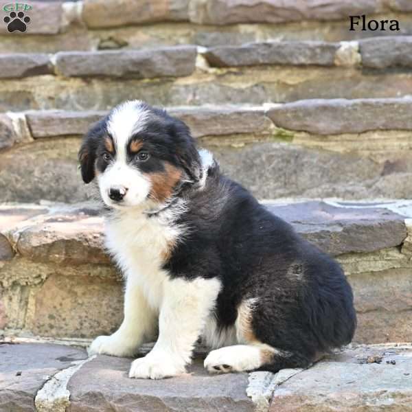 Flora, Australian Shepherd Puppy