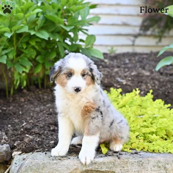 Flower, Australian Shepherd Puppy