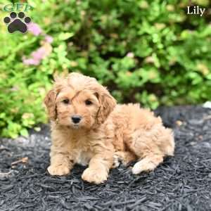 Lily, Cockapoo Puppy