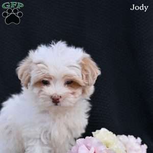 Jody, Maltipoo Puppy