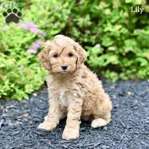 Lily, Cockapoo Puppy