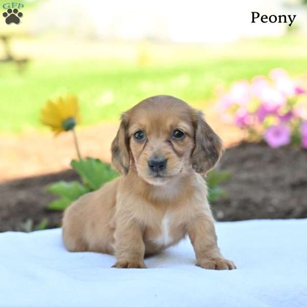 Peony, Dachshund Puppy