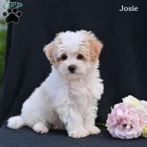 Josie, Maltipoo Puppy