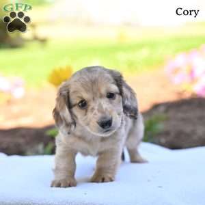 Cory, Dachshund Puppy