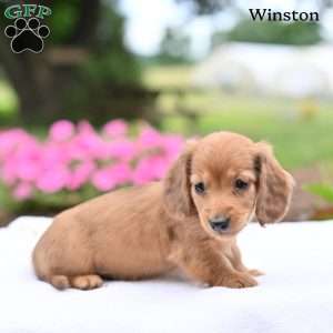 Winston, Dachshund Puppy