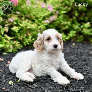 Lucky, Cockapoo Puppy