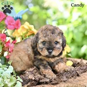 Candy, Miniature Poodle Puppy