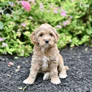Lucy, Cockapoo Puppy